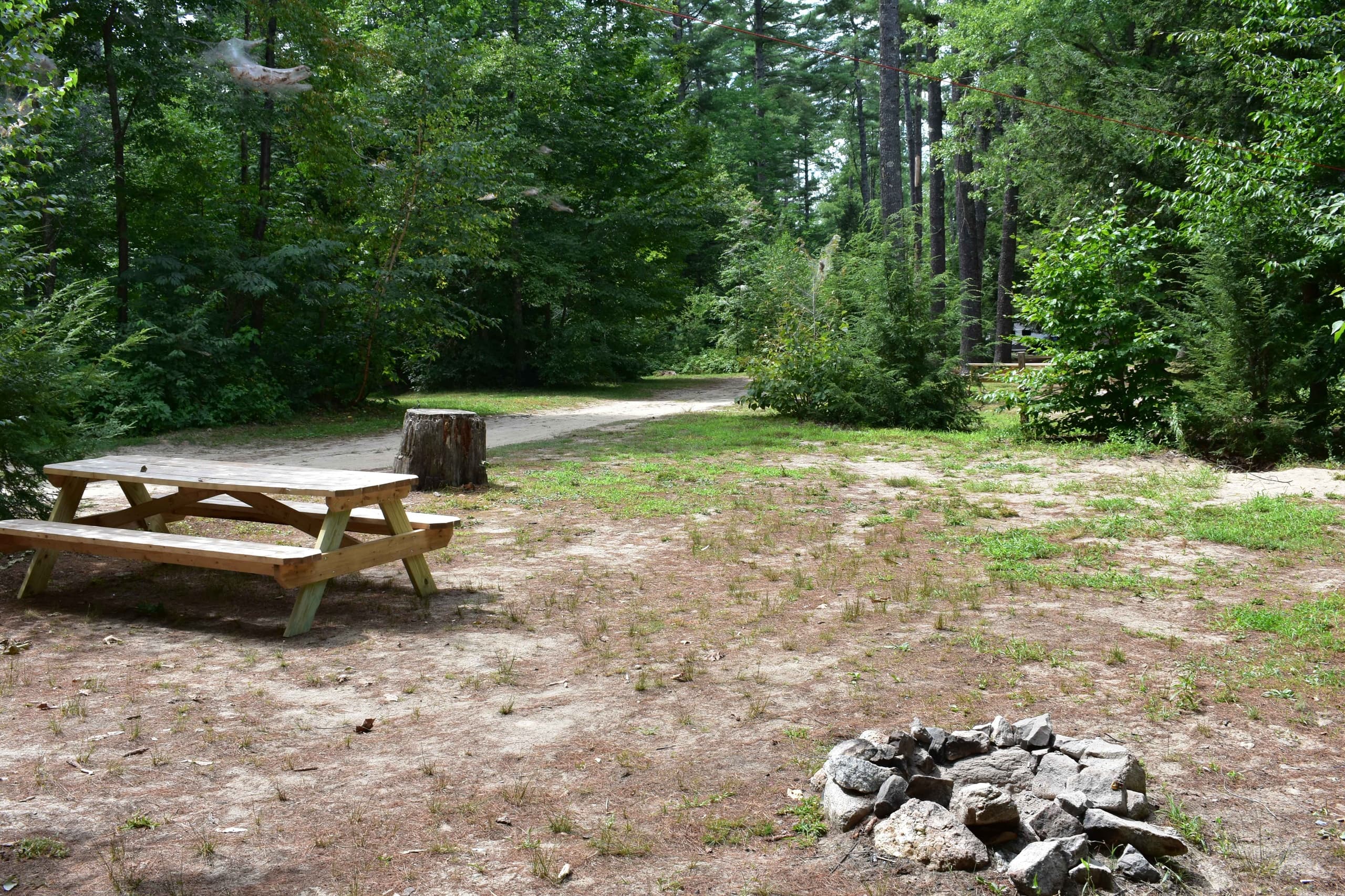 Quiet pine campsite with fire ring and picnic table clearing