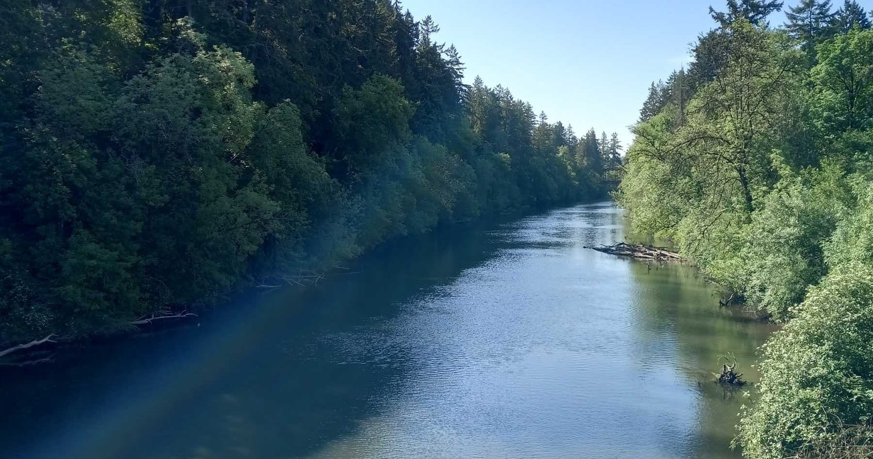 Kayaker paddling on calm forest river in summer sunlight