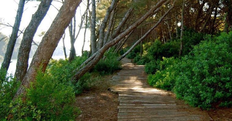 Wooded boardwalk trail in Albufera natural park
