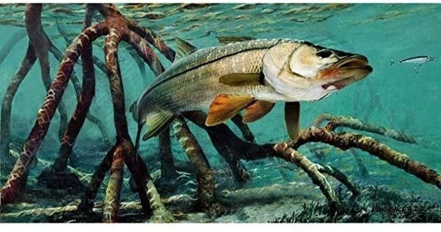 Inshore Fishing with Fast Cast Fishing in Charlotte Harbor