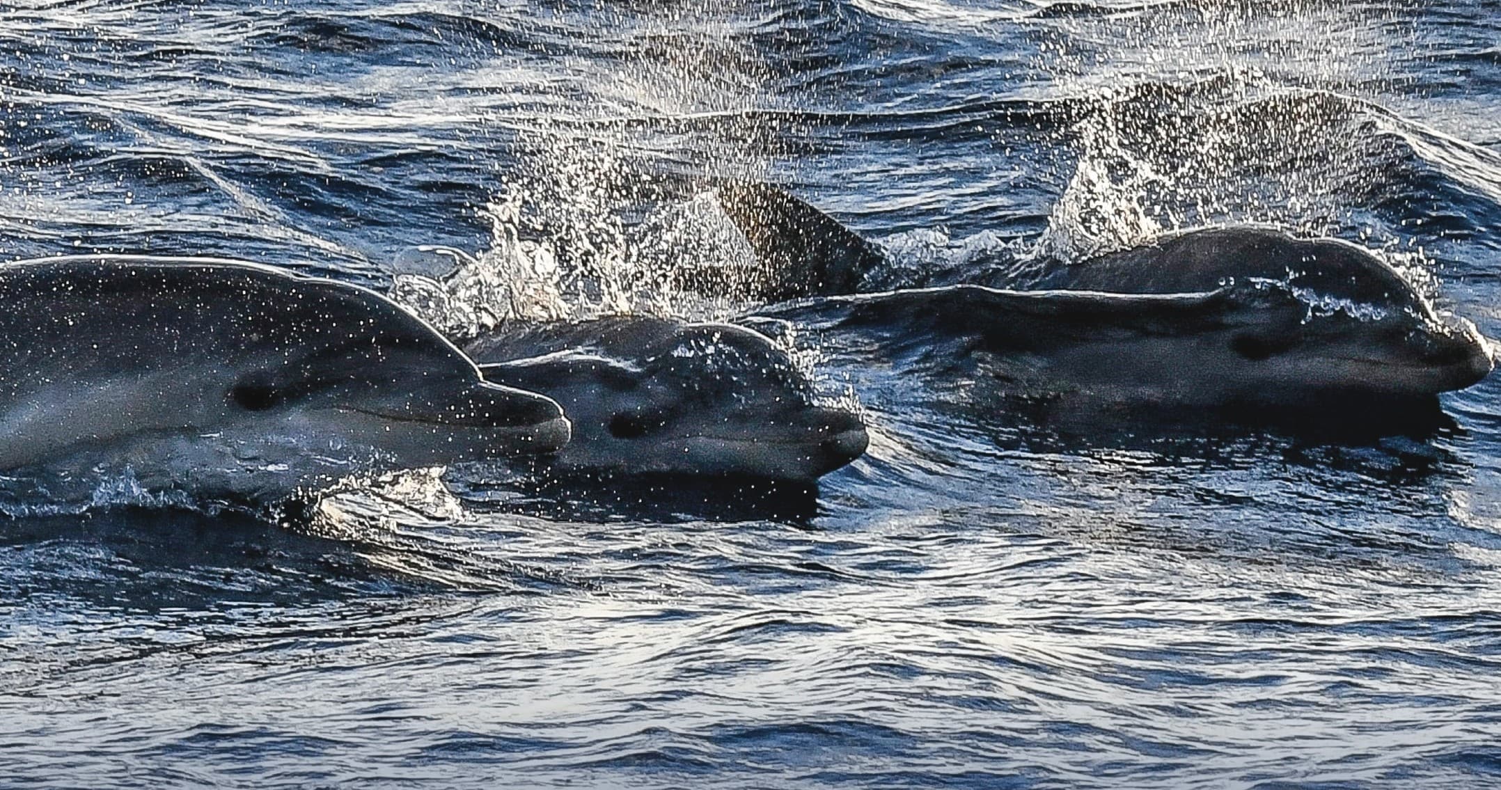 Sunrise Dolphin Watching off Magaluf: Early-Morning Boat Trip to See Wild Dolphins photo 2