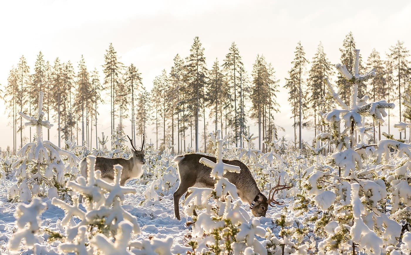 Three Days in Arctic Finland: Icefalls, Reindeer Farms & Authentic Lapland Winter photo 3