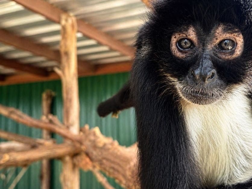 Monkey Encounter at Canton Grand Safari: Hands-On Primate Meet-and-Greet in Grand Saline, TX