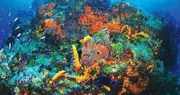 Vibrant coral reef panorama with tropical fish, scuba diving scene