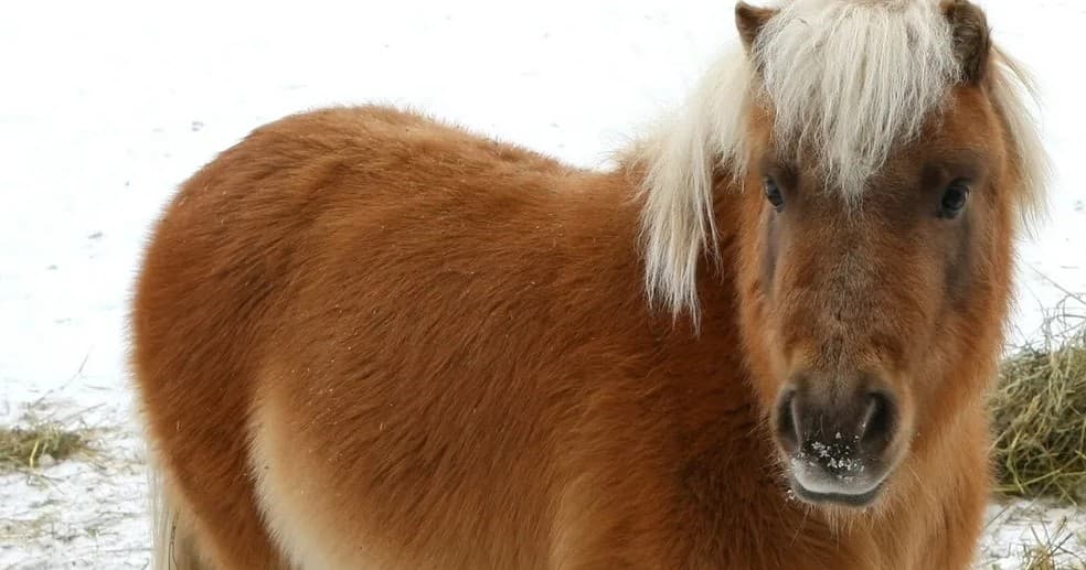 Pony Rides & Private Parties in Grantsville, Utah — Hands-On Farm Celebrations