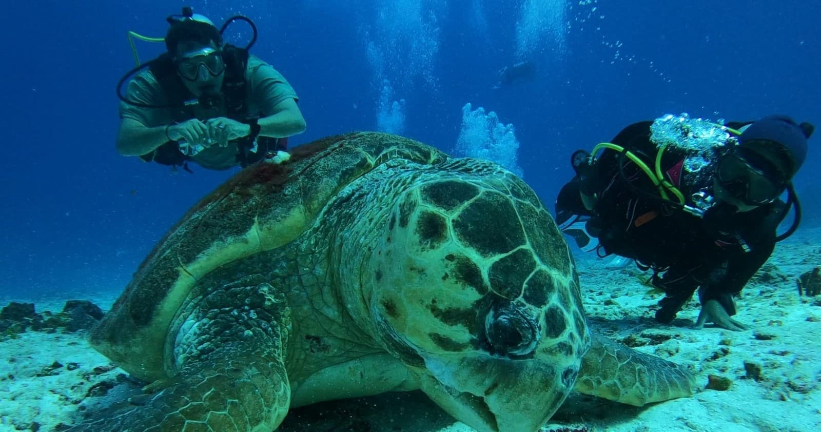 Sea turtle resting on reef with scuba divers in blue Cozumel waters