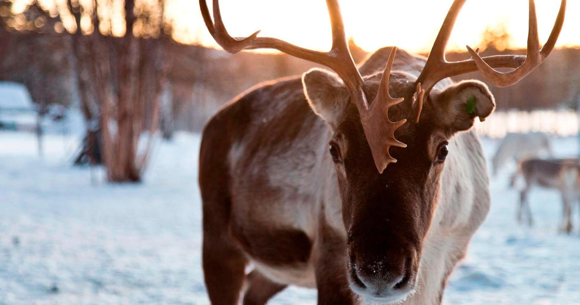 Winter Wildlife & Reindeer Tour at Northern Lights Village Saariselkä