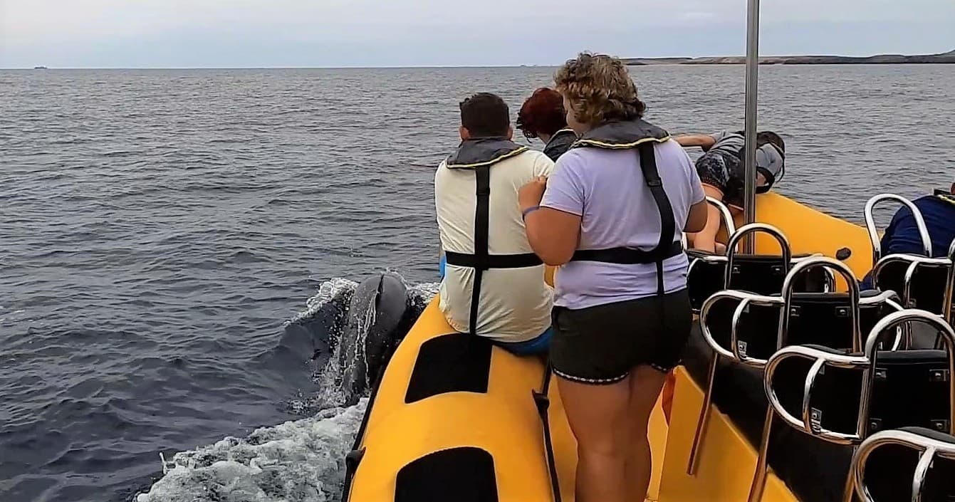 Passengers spotting dolphins from a RIB boat off Lanzarote coast