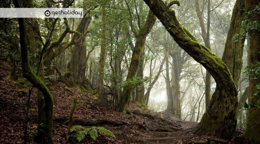 Day Trip to Garajonay National Park with Get Holiday