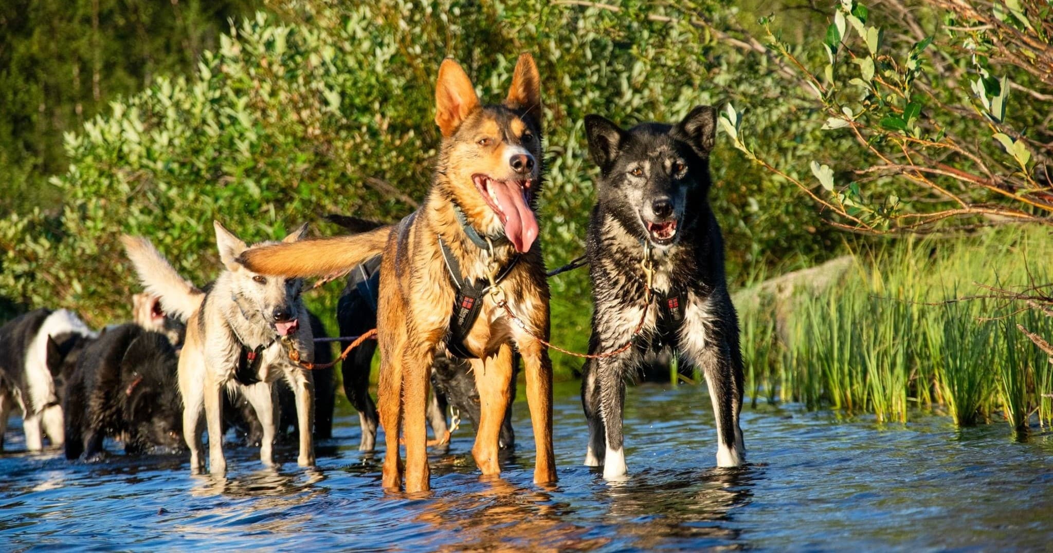 Sled dogs wading through river edge during summer outdoor trek