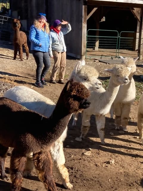 Gold-Level Alpaca Meet & Greet in Princeton, MA — Up-Close Experience photo 3