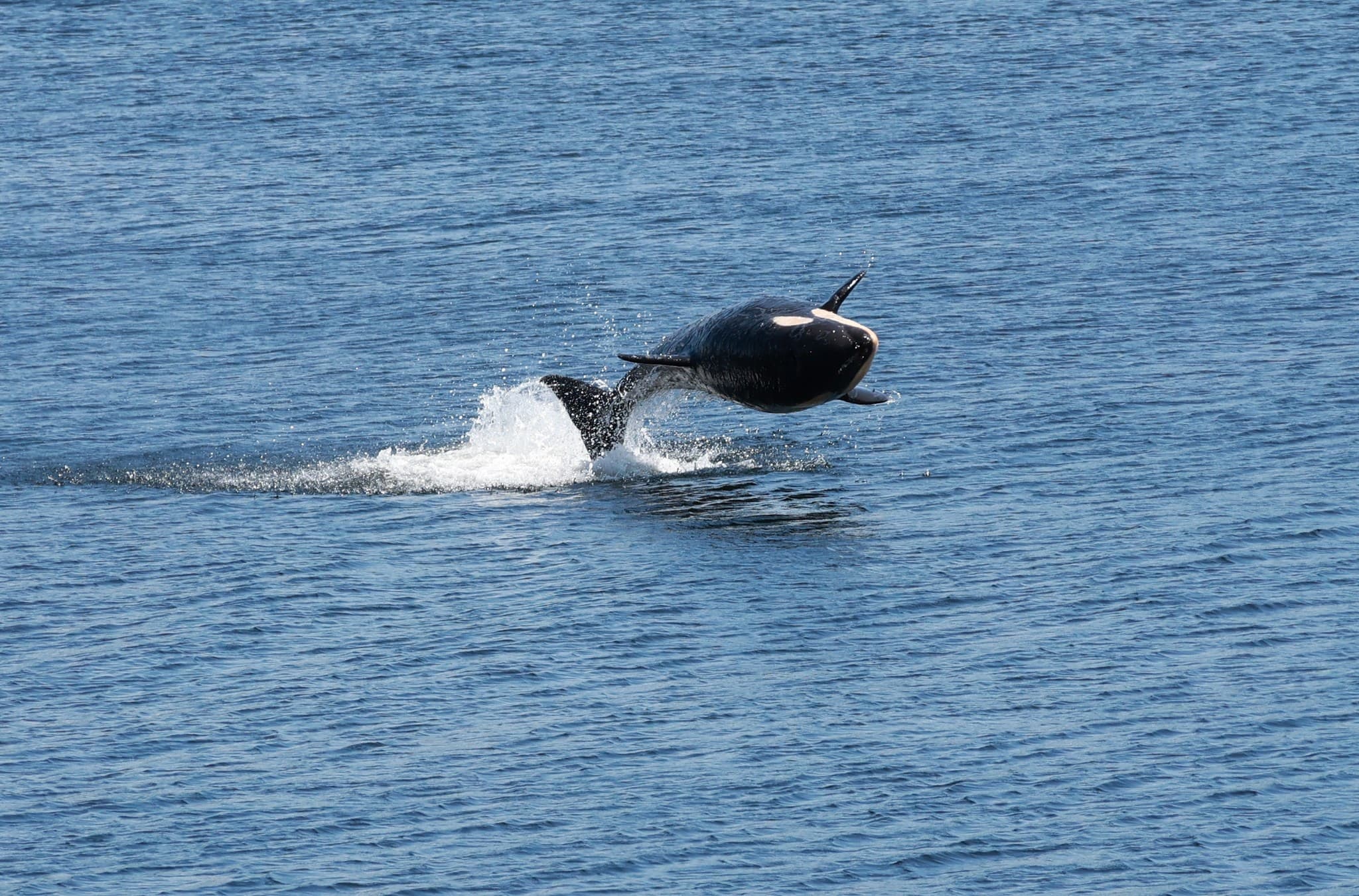 Whales and Lunch! Four-Hour Wildlife Cruise from Ketchikan photo 3