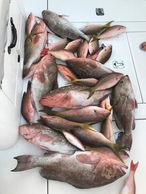 Pile of snapper and grouper on boat deck after offshore fishing trip