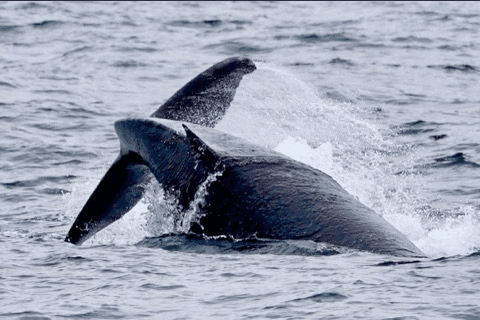 Kenai Fjords Catamaran Cruise: Whale Watching & Glacier-Ice Margaritas photo 1