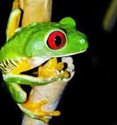 Night Walking Tour with Manuel Antonio Tours