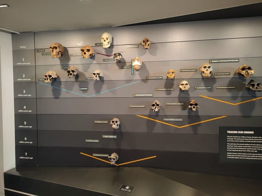 Inside Hope and Sophie: Private Guided Tour of London’s Natural History Museum photo 3