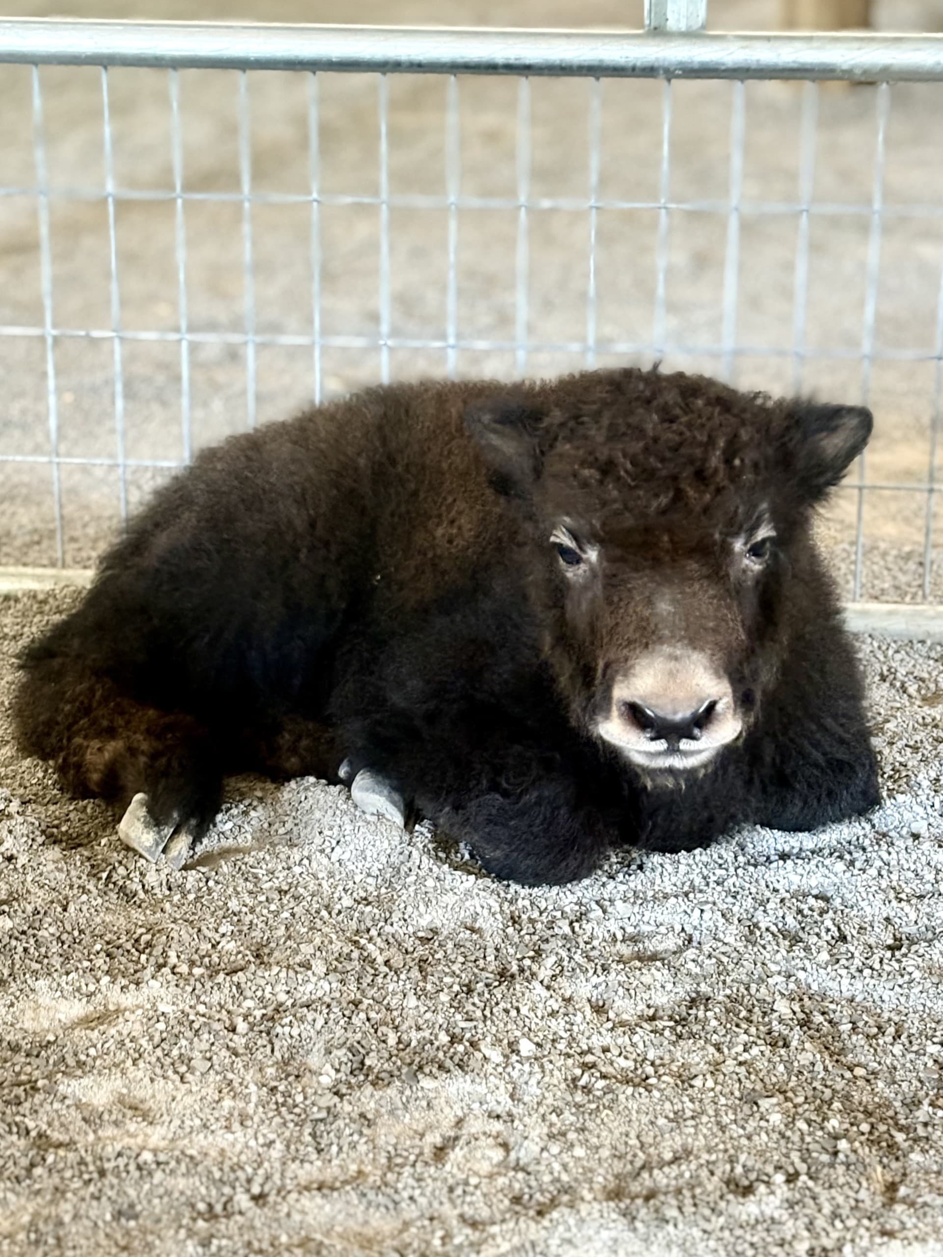 Bottle-Feeding Baby Yaks in Sweetwater: 20-Minute Hands-On Farm Encounter photo 1