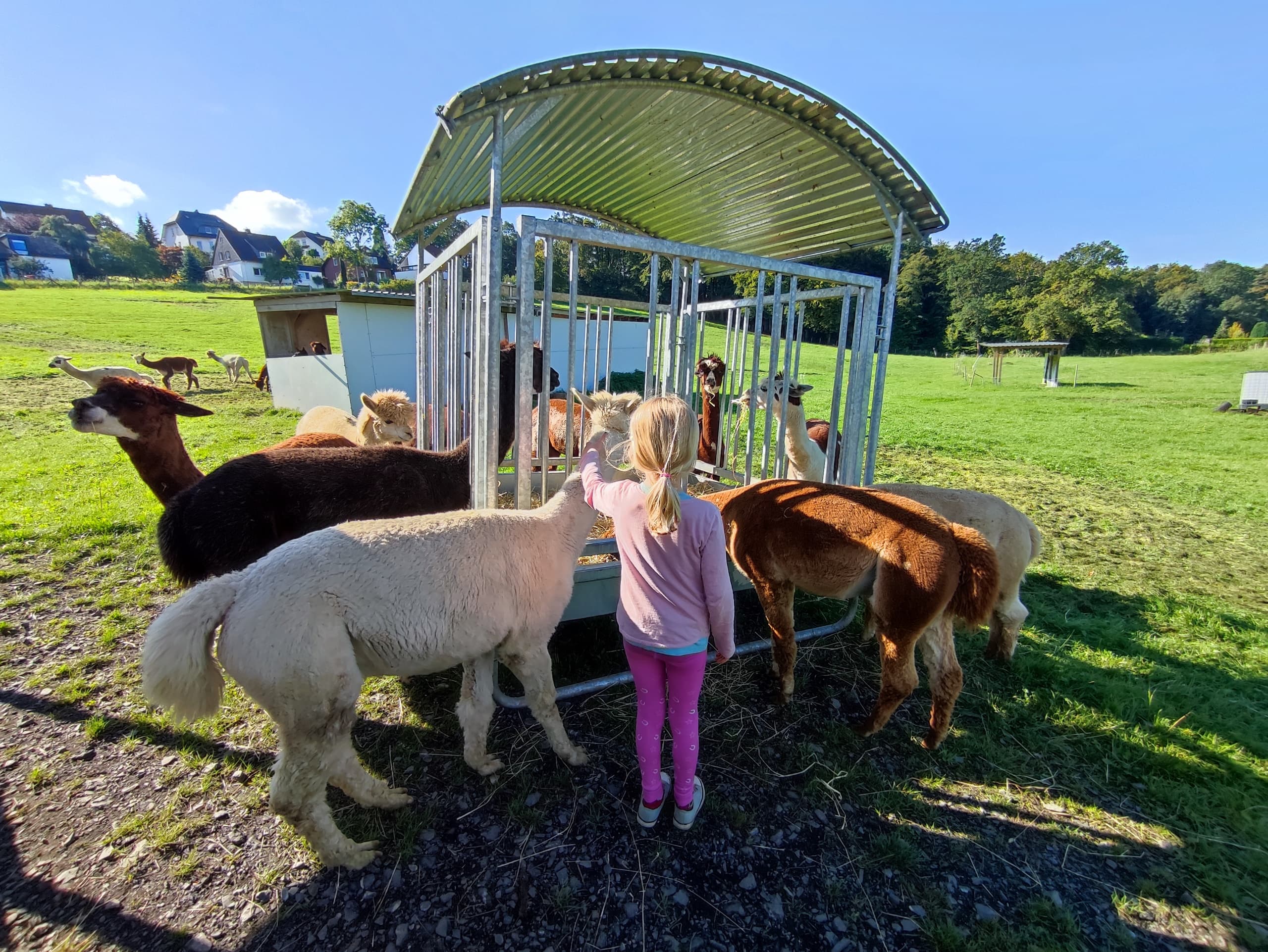Alpaca Feeding Adventure at Ennerthof in Arnsberg