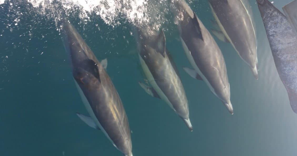 Full Day Sightseeing on Great Barrier Island with Hooked on Barrier