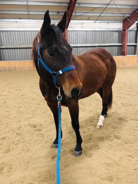 Land-Adventures at Sagehill Stables: Horse Care Lessons