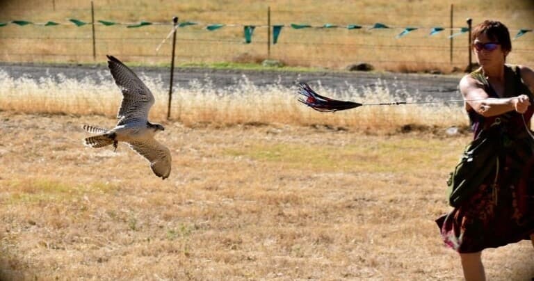 Triple Raptor Experience in Marysville, California