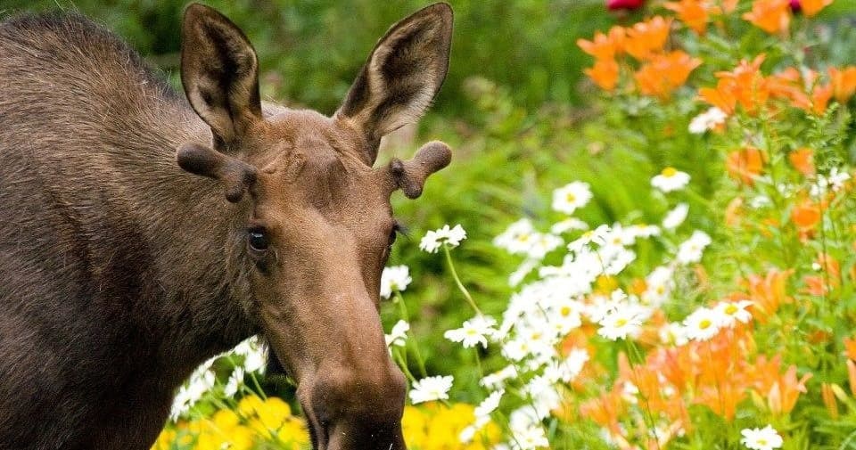 Glacier & Wildlife Tour with Alaska’s Finest in Anchorage