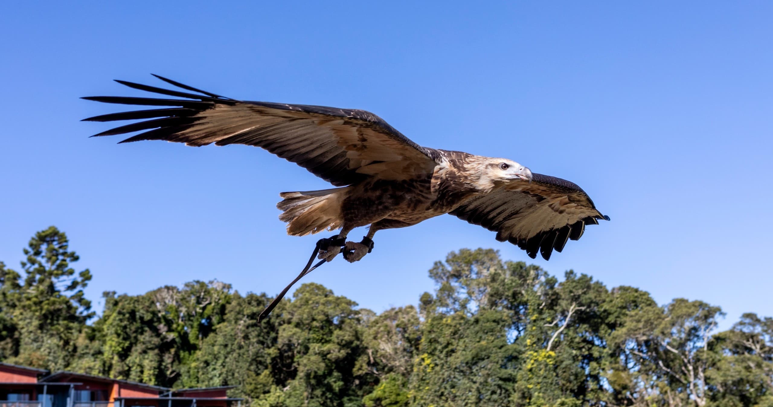 Outdoor Adventures with Paradise Tours at Lamington National Park