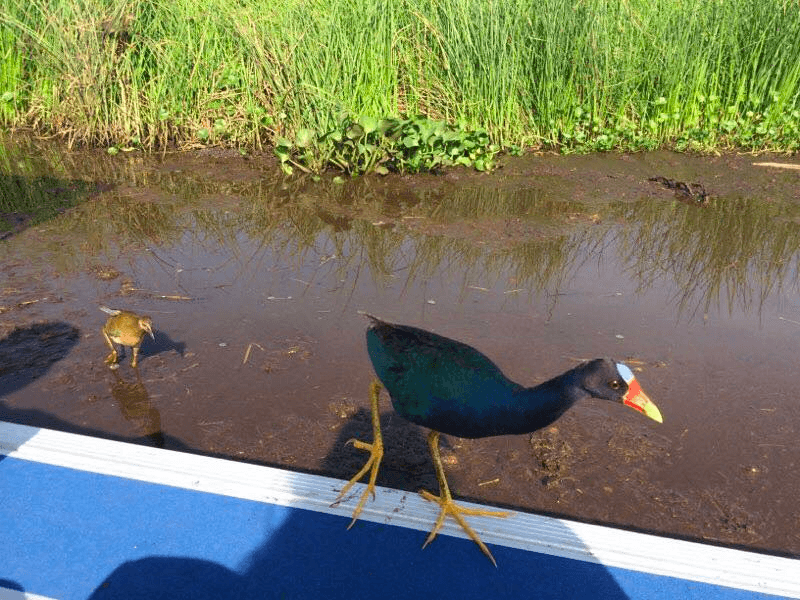 High-Speed Louisiana Airboat Swamp Tour from Marrero: Navigate Hidden Wetlands at 35 MPH