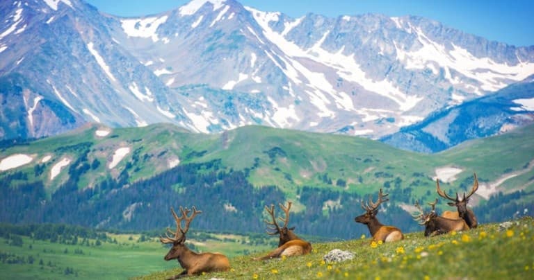 Elk herd grazing in alpine meadow below snow-capped peaks