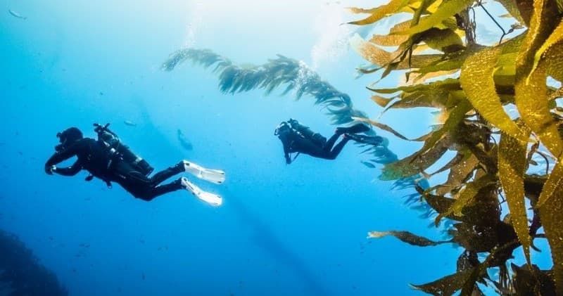 Dive the Catalina Kelp Forest: Guided Avelo Scuba at Casino Dive Park