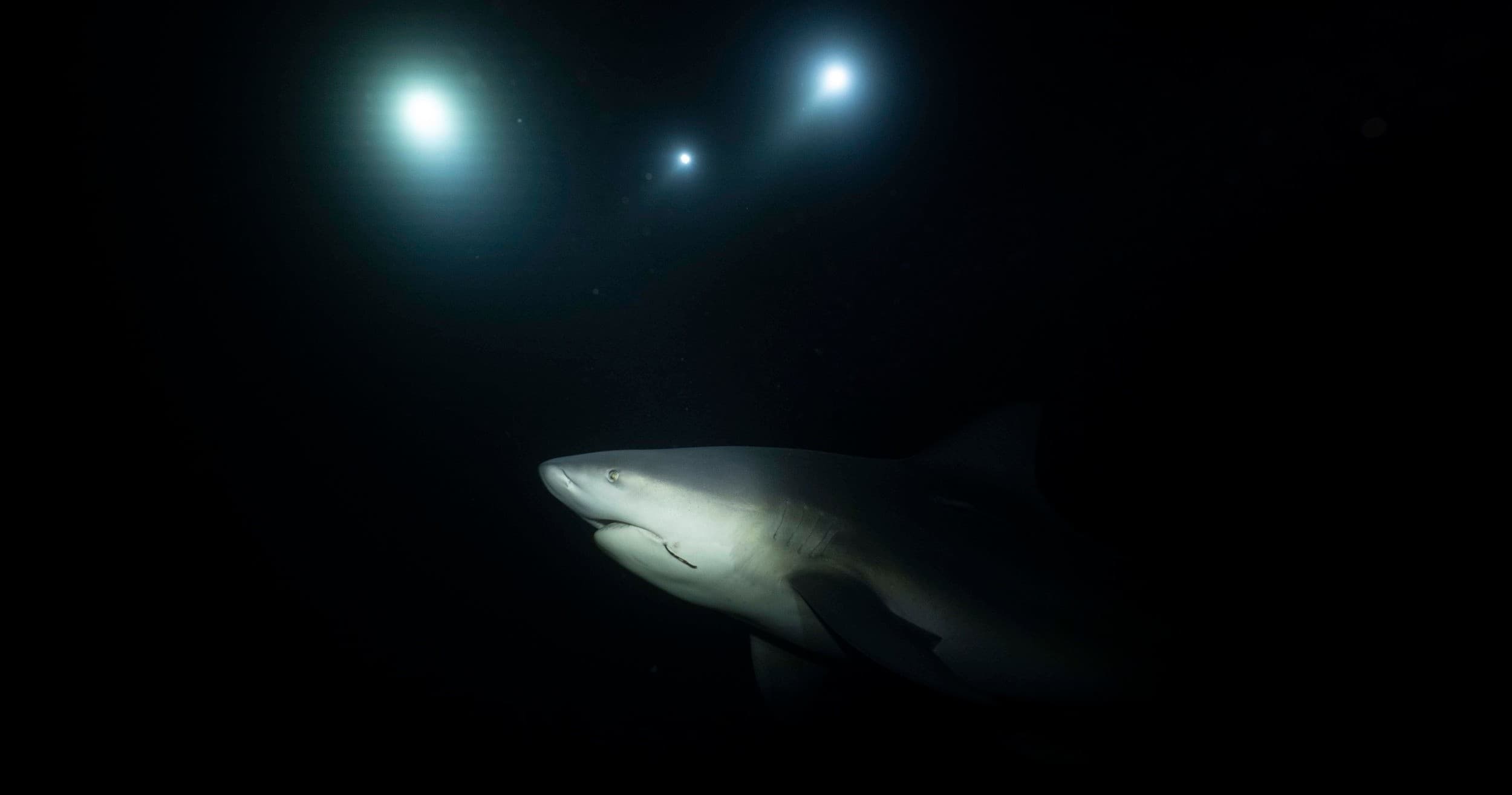 Night Shark Dive with XELA Expeditions in West Palm Beach