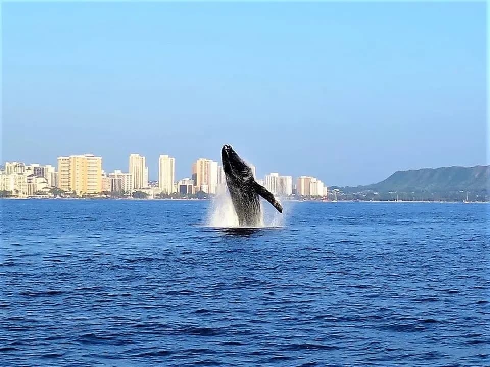 Sunset Humpback Whale Watching Cruise from Waikiki — Whale Guarantee & Hydrophone photo 2
