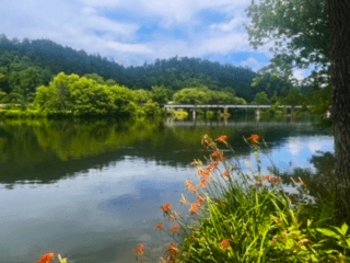 Riverbank framed by flowers with reflective water and distant bridge
