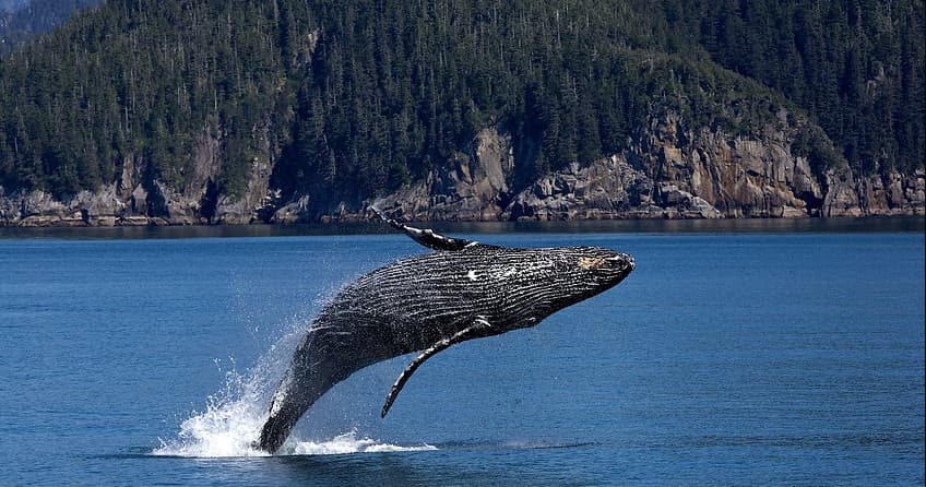 Humpback whale breaching near forested coastline in Alaska