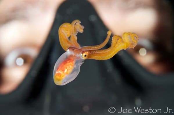 Water Activities & Jack's Diving Locker: Night Dive Adventure