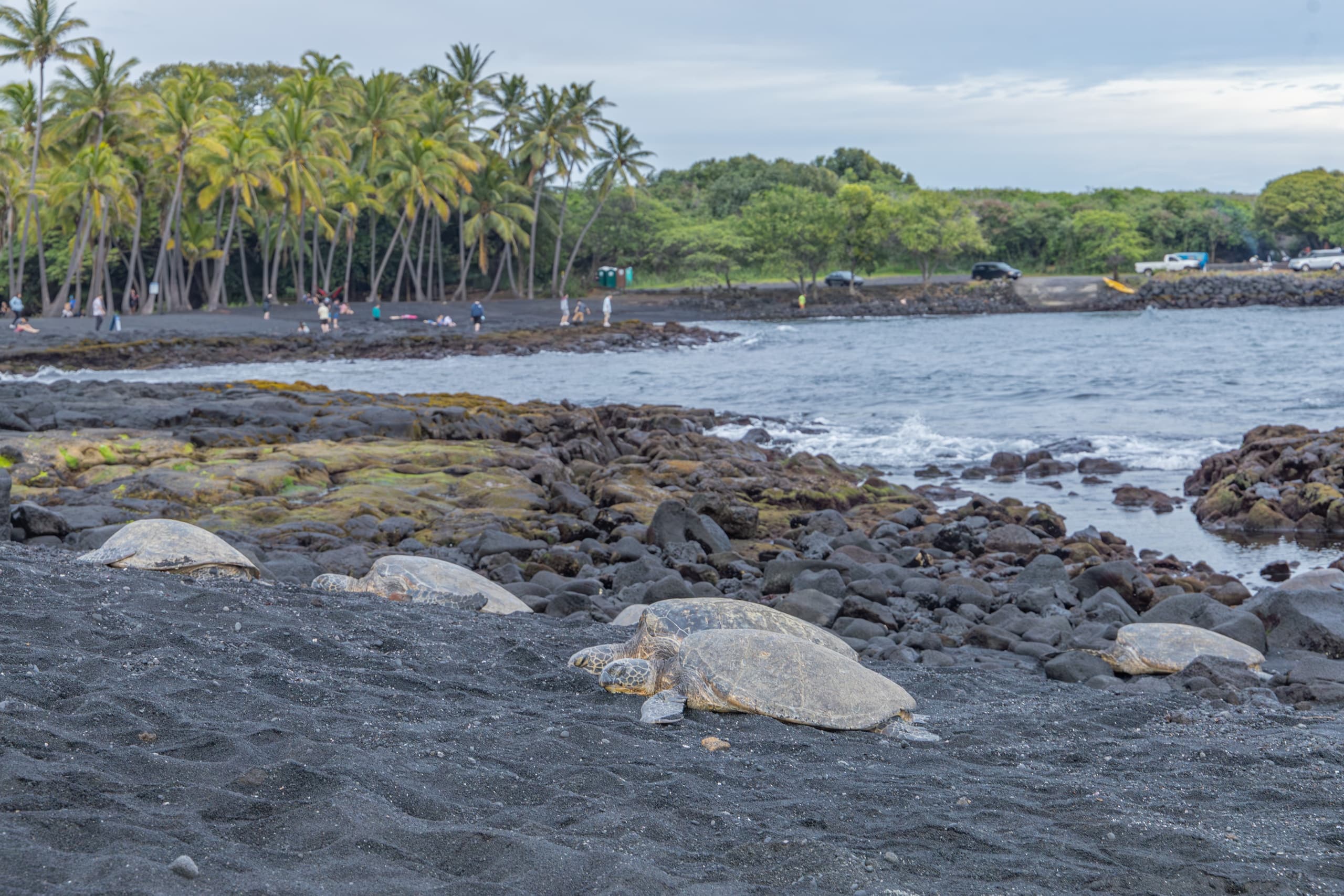 Wildlife Photography Prints & Art in Kailua-Kona