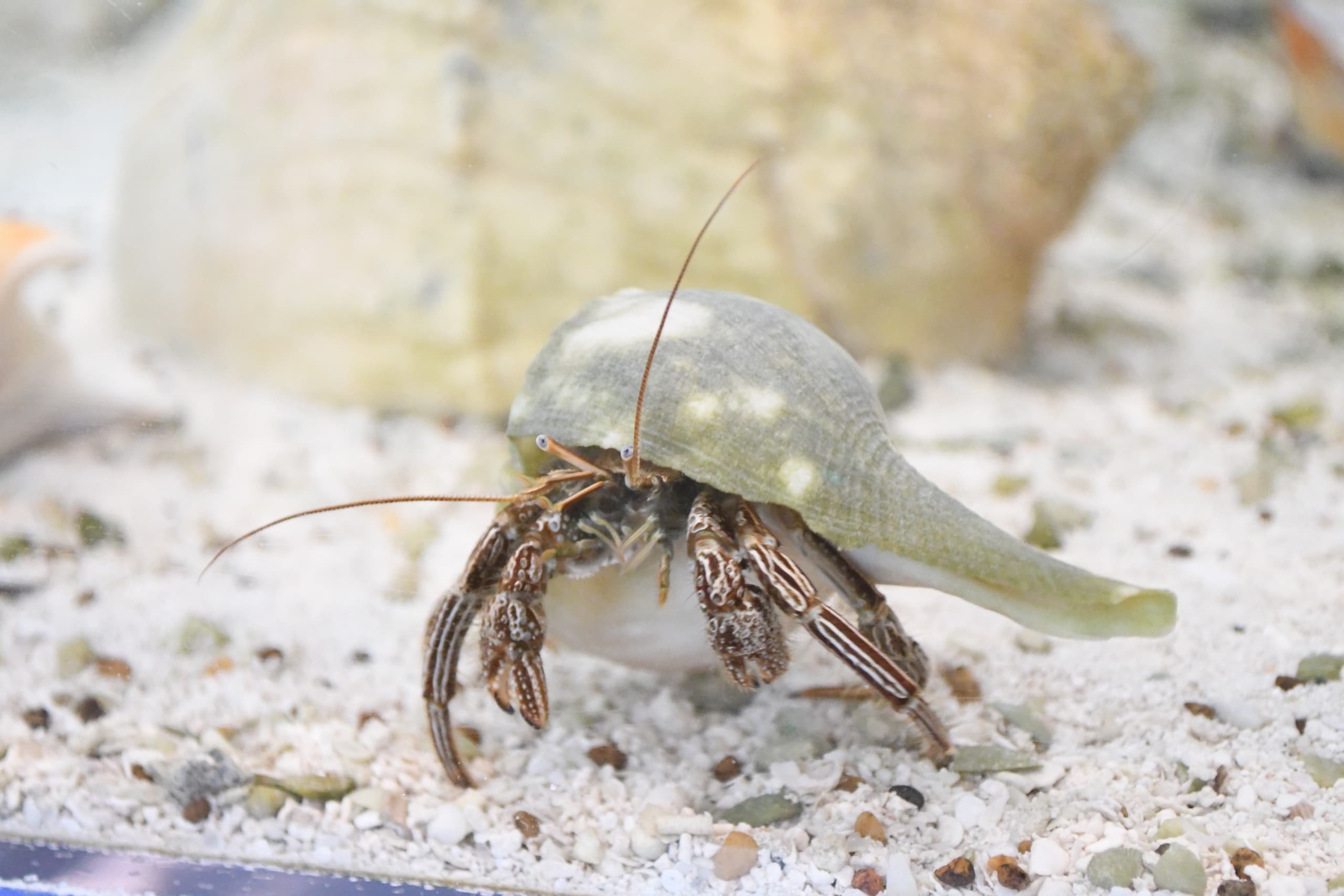 Wildlife Encounter at Coastal Discovery Museum Hilton Head