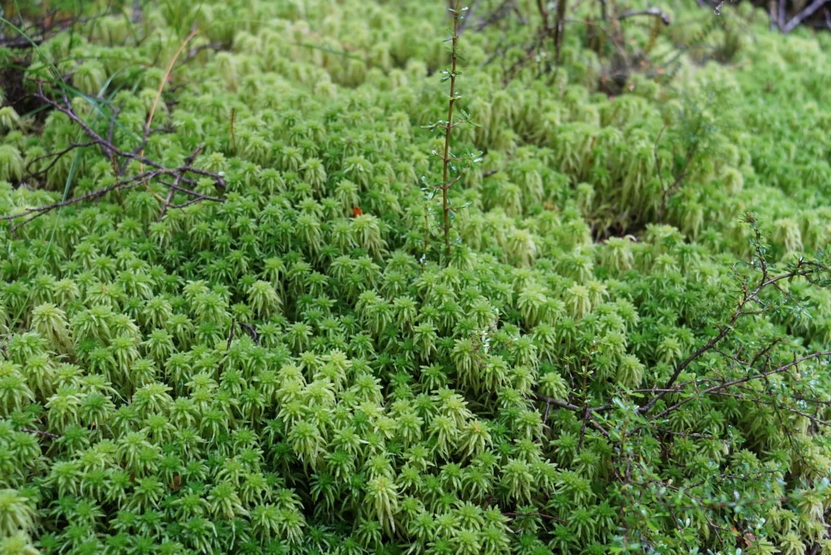 Lake Marian Day Hike: Private Guided Alpine Walk in Fiordland photo 4