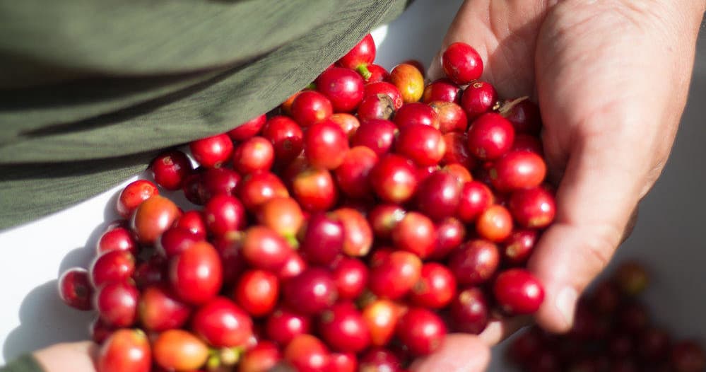 Hands holding ripe coffee cherries on a Kona coffee farm harvest