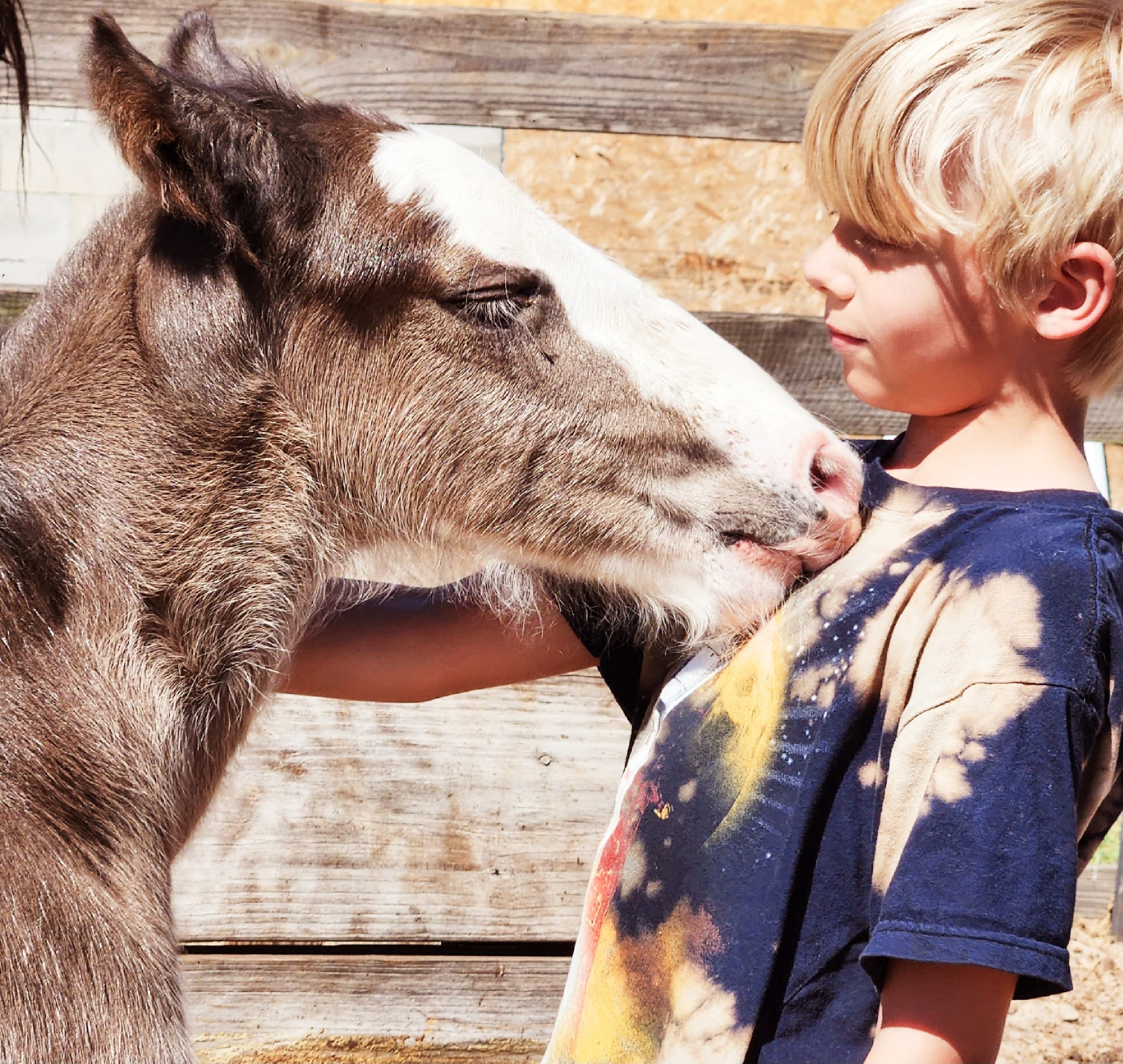 Boy cuddling Clydesdale foal at rustic stable close-up
