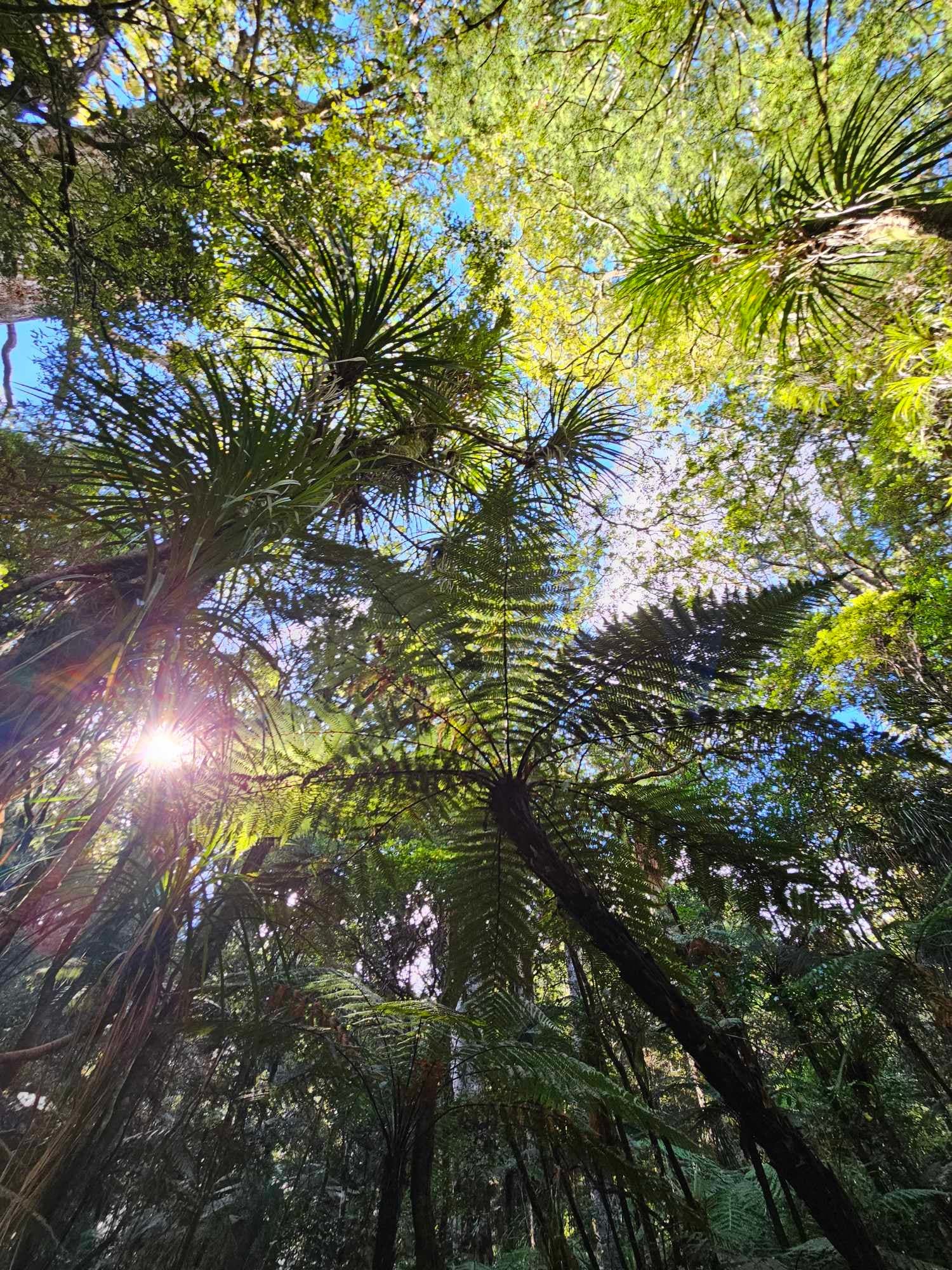 Nature Adventure in Paihia with Elite Excursions