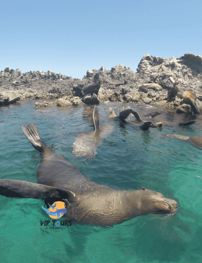 Colony of sea lions floating near rocky shoreline, snorkeling tour