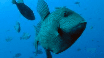 Scuba Diver PLUS with Punkfish Diving in Fuencaliente de La Palma
