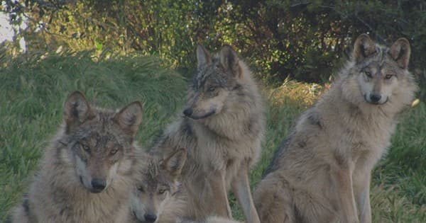 Pack of wolves resting in meadow at California sanctuary