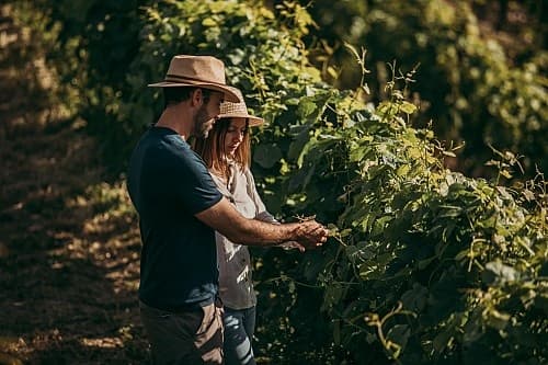 Harvest Day at Quinta Nova: Um Dia na Vindima in the Douro Valley