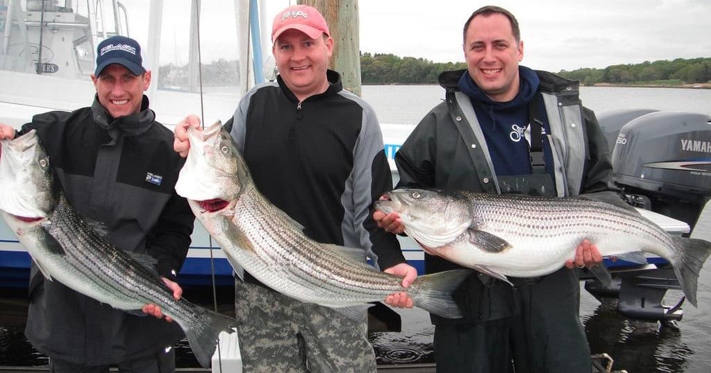 Eight Hour Striped Bass / Blackfish Combo Trip