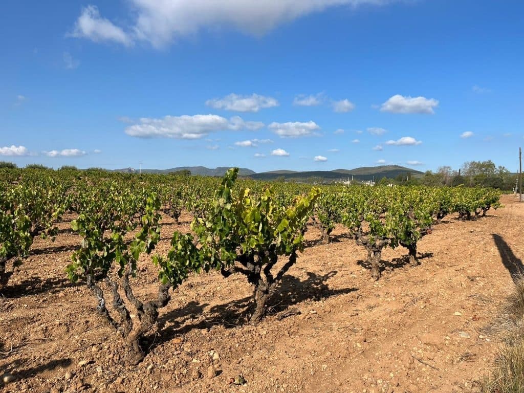 Private Penedès Wine Tour from Sitges — Cava Tastings & Gourmet Catalan Lunch photo 2