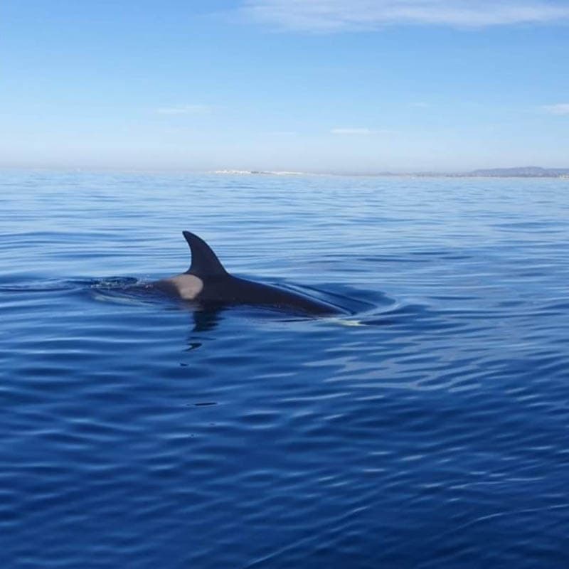 Orca surfacing in calm coastal ocean waters during wildlife tour