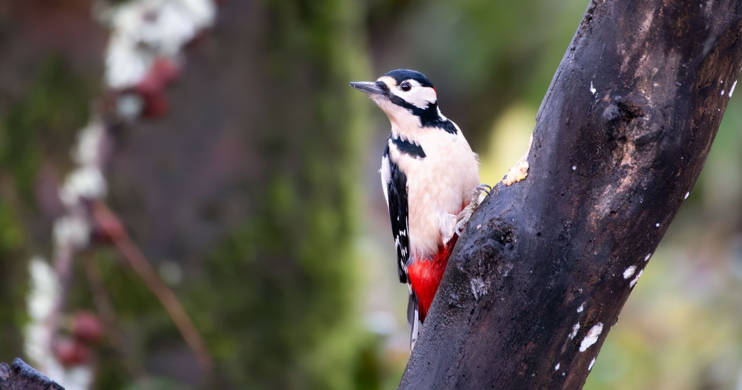 Woodland Ranger Half-Day with Go Wild Scotland in Selkirk