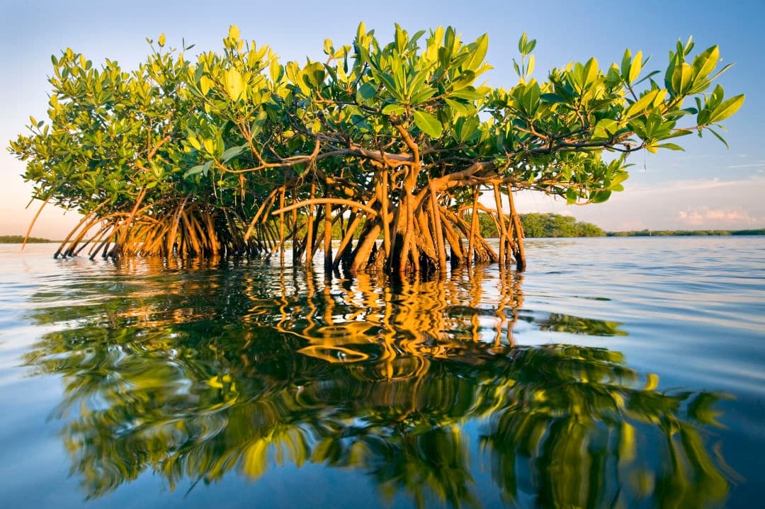 Islamorada Private Charters team